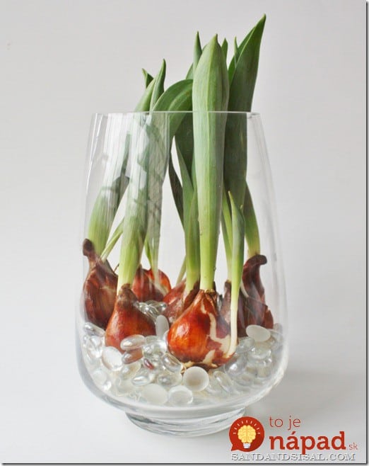 How to Force Tulip Bulbs in Water (640x800)[9]