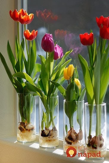 How-to-grow-tulips-in-vase-step-by-step-DIY-tutorial-instructions