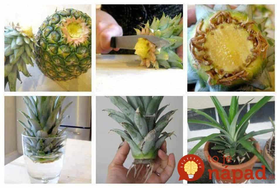 How-to-Grow-Pineapple-in-a-Plant-Pot