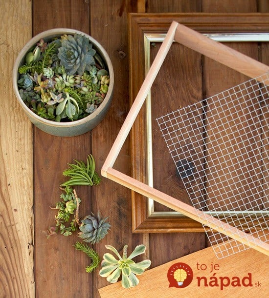 Succulent-Picture-Frame-1