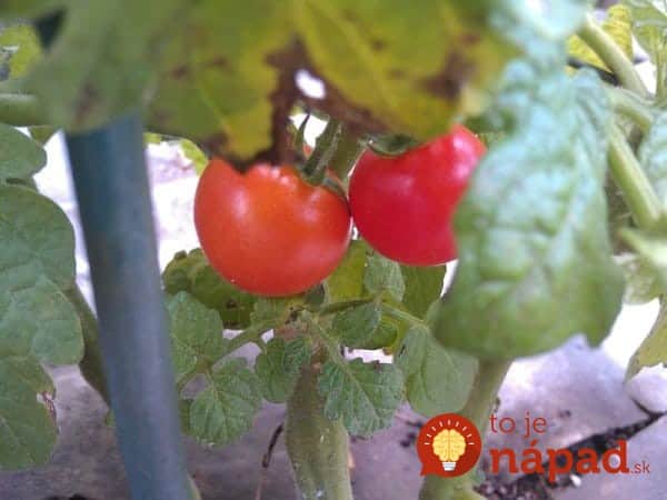 Tomato-Planter-8-600x450