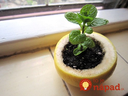 lemon-seedling-planter