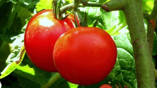 Ako dosiahnuť, aby mali doma vypestované paradajky lepšiu chuť? Nezvyčajné triky skúsených záhradkárov!