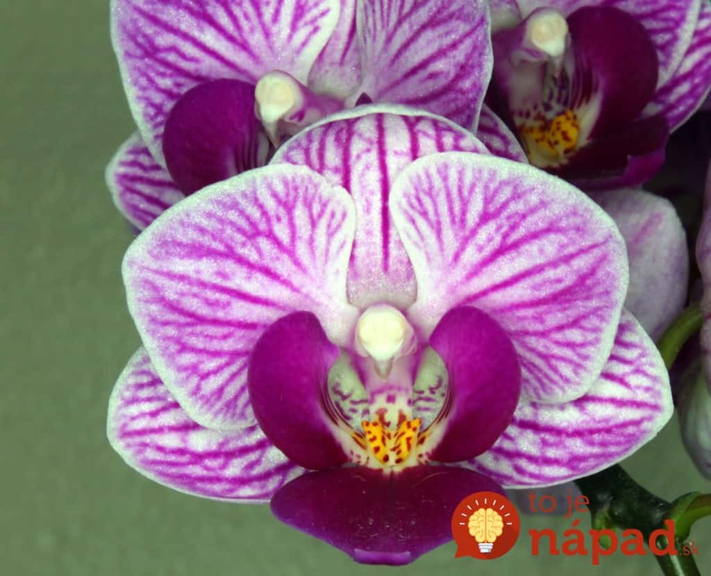 Orchid_Flower