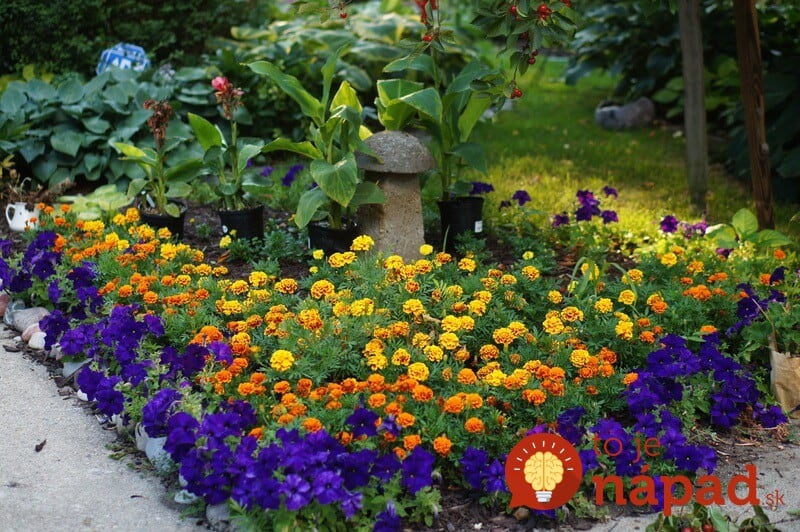 marigolds-summertime-plant_800x1 (1)