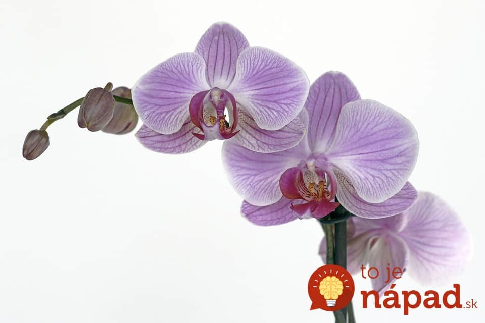orchid-1291672_960_720