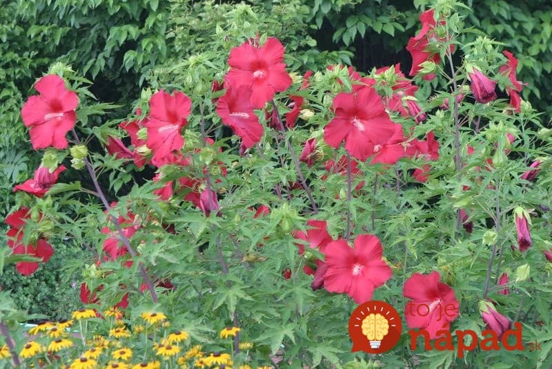 perennial-hibiscus-that-blooms-all-summer-long