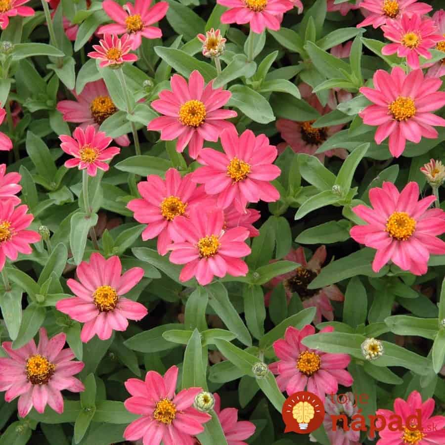 pofusion-sunrise-zinnia-blooms-early-to-late-summer