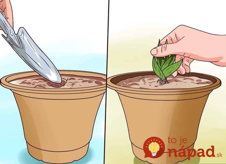 aid2287521-900px-Grow-an-Aloe-Plant-With-Just-an-Aloe-Leaf-Step-14