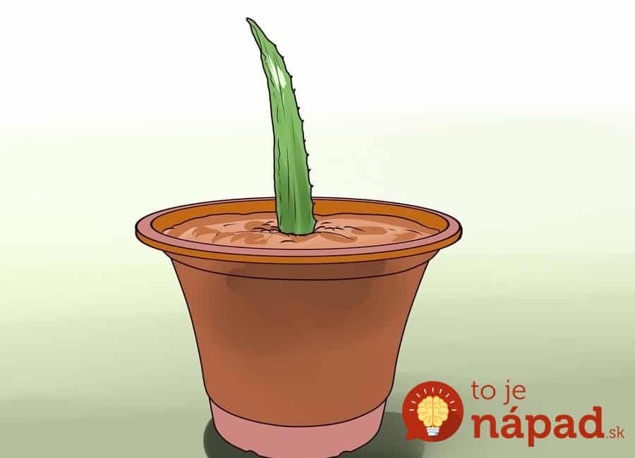 aid2287521-900px-Grow-an-Aloe-Plant-With-Just-an-Aloe-Leaf-Step-7