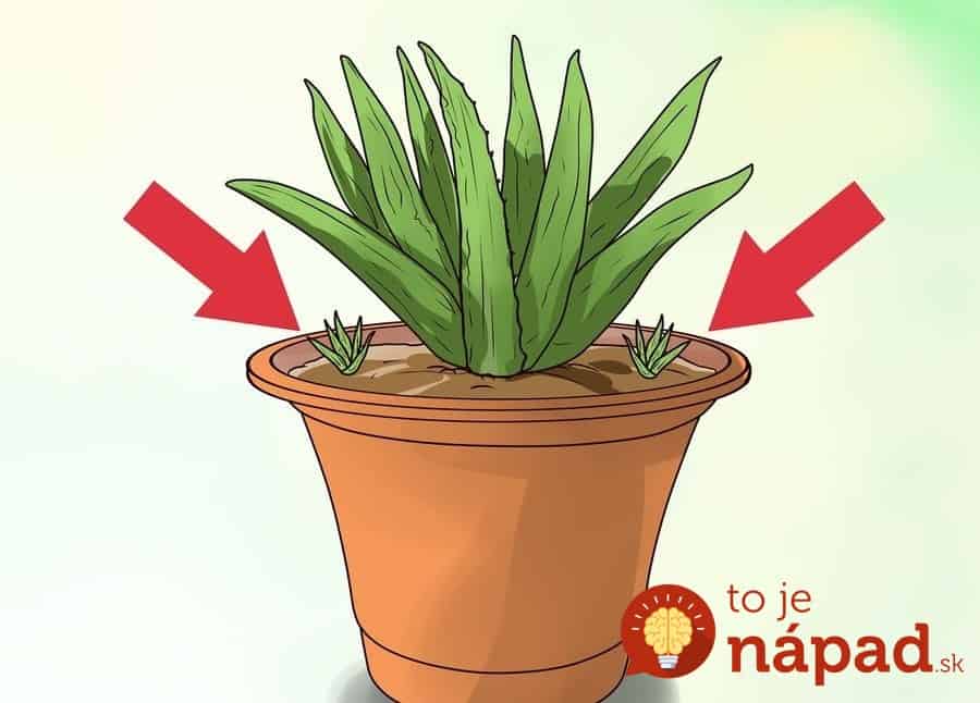 aid2287521-900px-Grow-an-Aloe-Plant-With-Just-an-Aloe-Leaf-Step-9