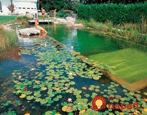 backyard-natural-swimming-pool-19