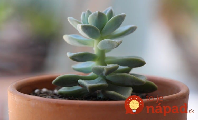 how-to-propagate-succulents-from-leaves-and-cuttings-needlesandleaves_net (1)