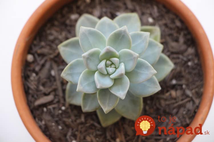 how-to-propagate-succulents-from-leaves-and-cuttings-needlesandleaves_net (2)