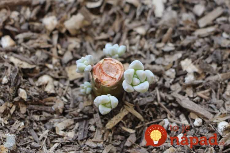 how-to-propagate-succulents-from-leaves-and-cuttings-needlesandleaves_net (4)