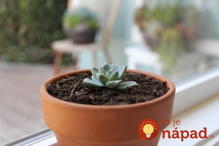 how-to-propagate-succulents-from-leaves-and-cuttings-needlesandleaves_net (5)