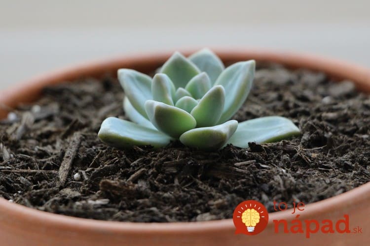 how-to-propagate-succulents-from-leaves-and-cuttings-needlesandleaves_net (6)