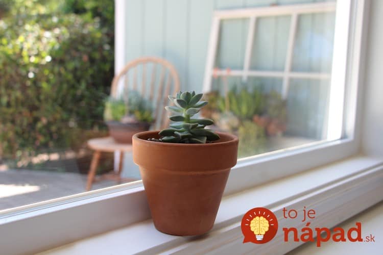 how-to-propagate-succulents-from-leaves-and-cuttings-needlesandleaves_net