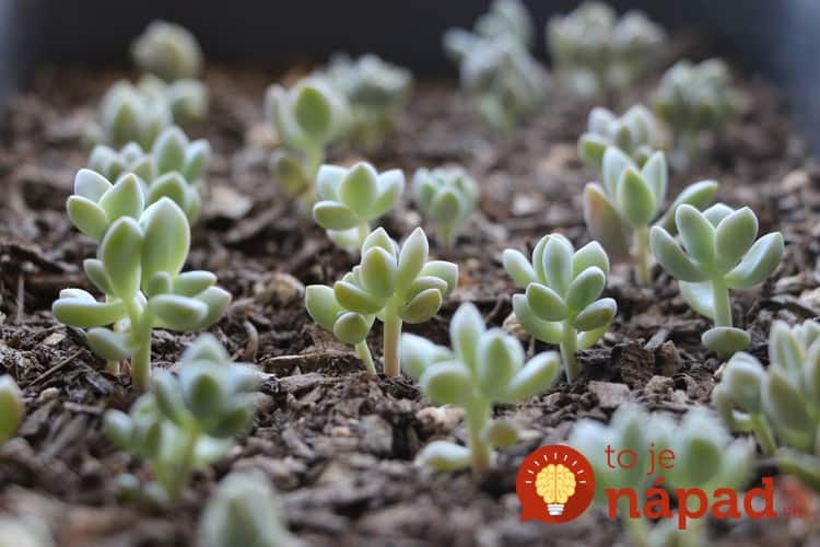 succulent-baby-plants-how-to-propagate-succulents-from-leaves-and-cuttings-needlesandleaves_net