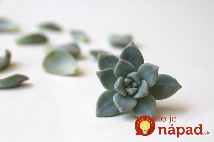 succulent-how-to-propagate-succulents-from-leaves-and-cuttings-needlesandleaves_net