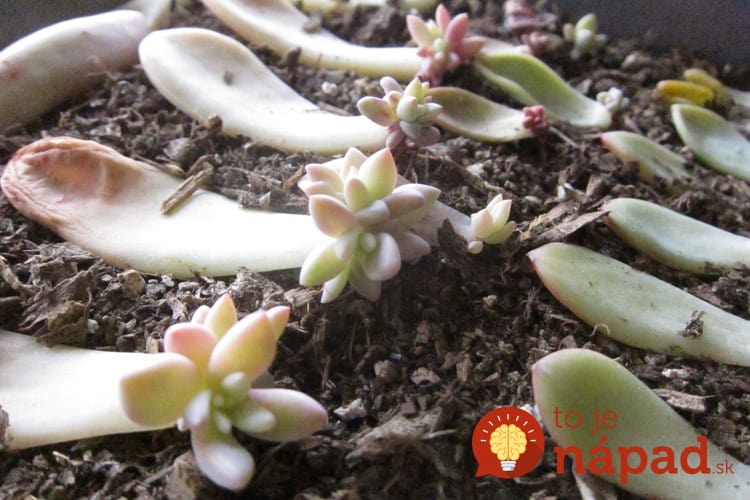 succulent-leaf-baby-plants-how-to-propagate-succulents-from-leaves-and-cuttings-needlesandleaves_net (1)