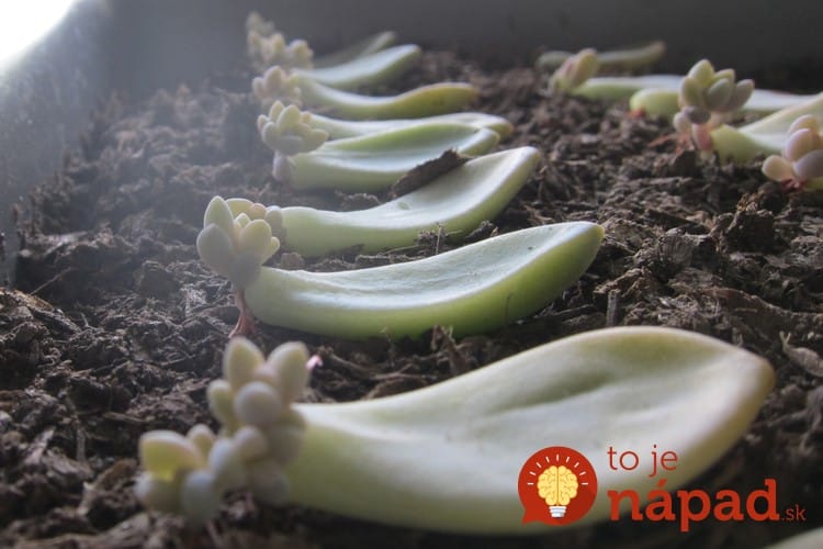 succulent-leaf-baby-plants-how-to-propagate-succulents-from-leaves-and-cuttings-needlesandleaves_net