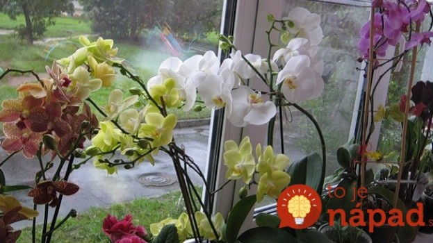 Chcete, aby orchidea v zime rozkvitla do krásy? 7 jednoduchých krokov, ktoré prinesú výsledok!