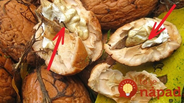 Škrupinky z orechov a tvrdé časti jadra nevyhadzujte. Poznáme skvelý spôsob, ako ich využiť!