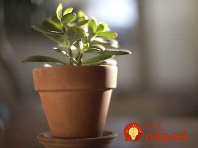 jade_plant_bcd9b0d885ff6f67126fce2405cf9aa8-today-inline-large