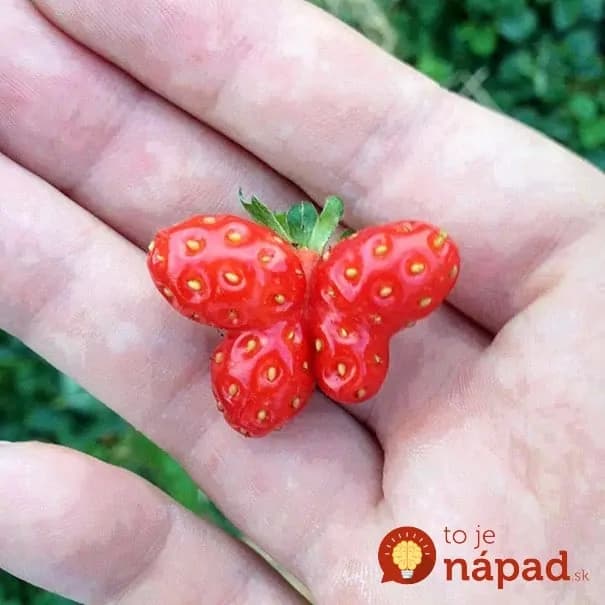 22 neuveriteľných tvarov ovocia a zeleniny, ktoré vyzerajú ako niečo celkom iné!