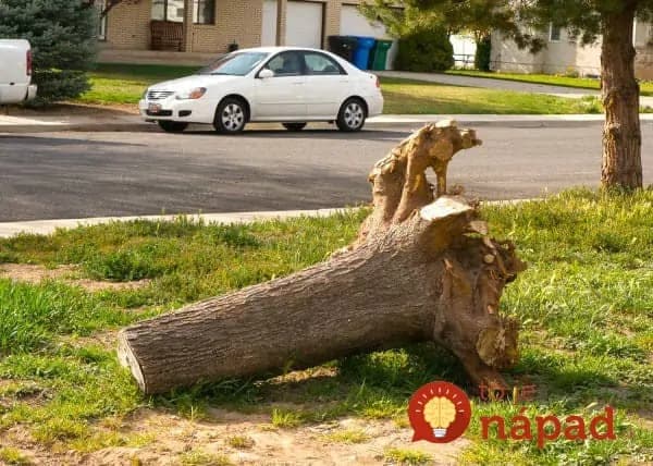 Muž uvidel pri ceste odhodený kus stromu. V hlave mu skrsla úžasná myšlienka!