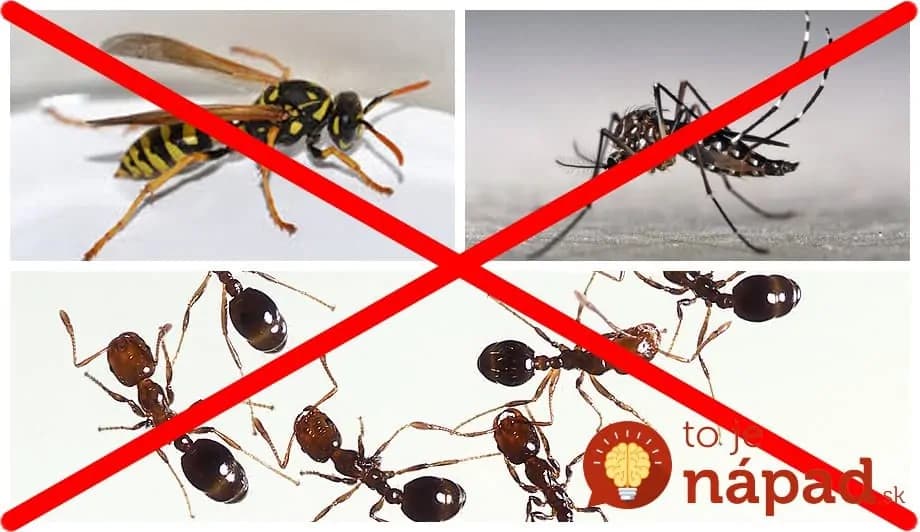 6 domácich receptov, ktoré vás zbavia otravného hmyzu!