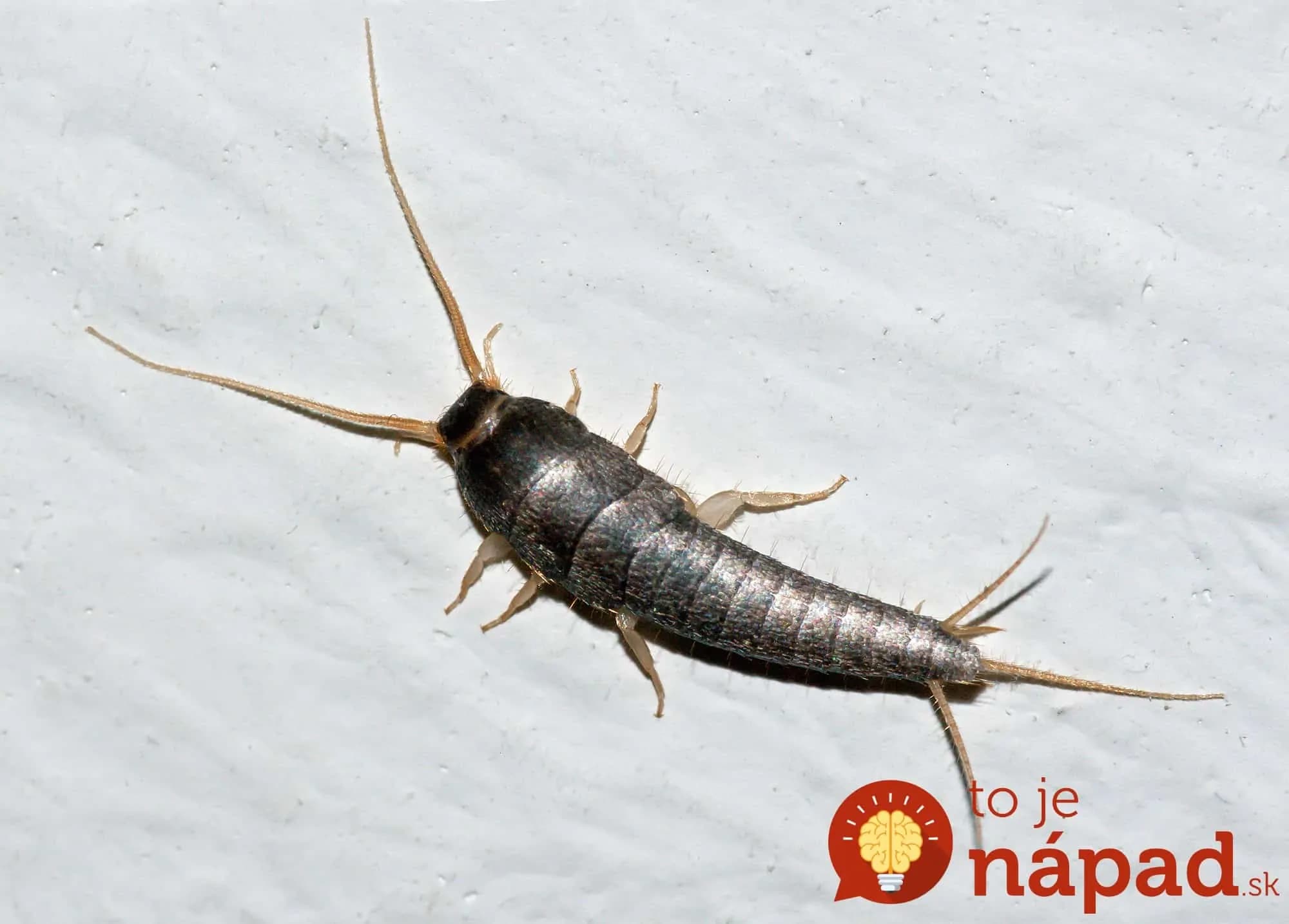 Lezú vám po kúpeľni? 7 jednoduchých tipov, ako sa ich zbavíte!