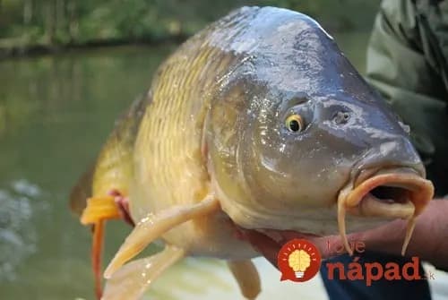 Čo robiť, ak sa v krku zapichne rybia kosť?