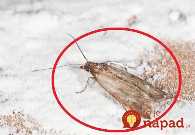 Máte doma mole? Triky, ako sa ich zbaviť a zabrániť ich návratu!