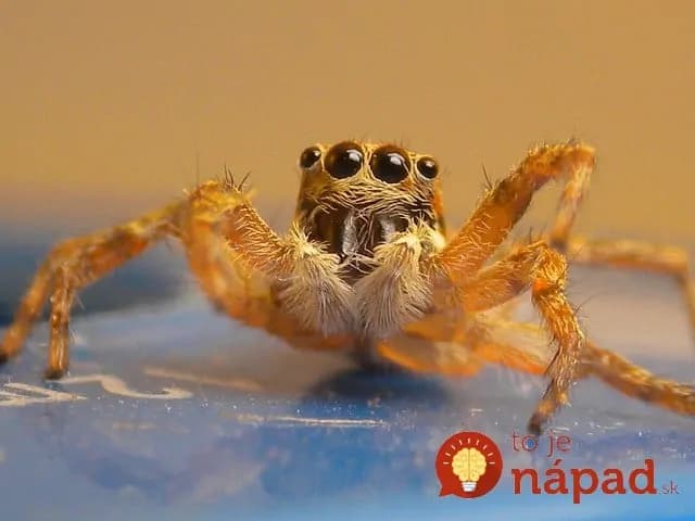 7 tipov ako vyhnať pavúky z vášho bytu