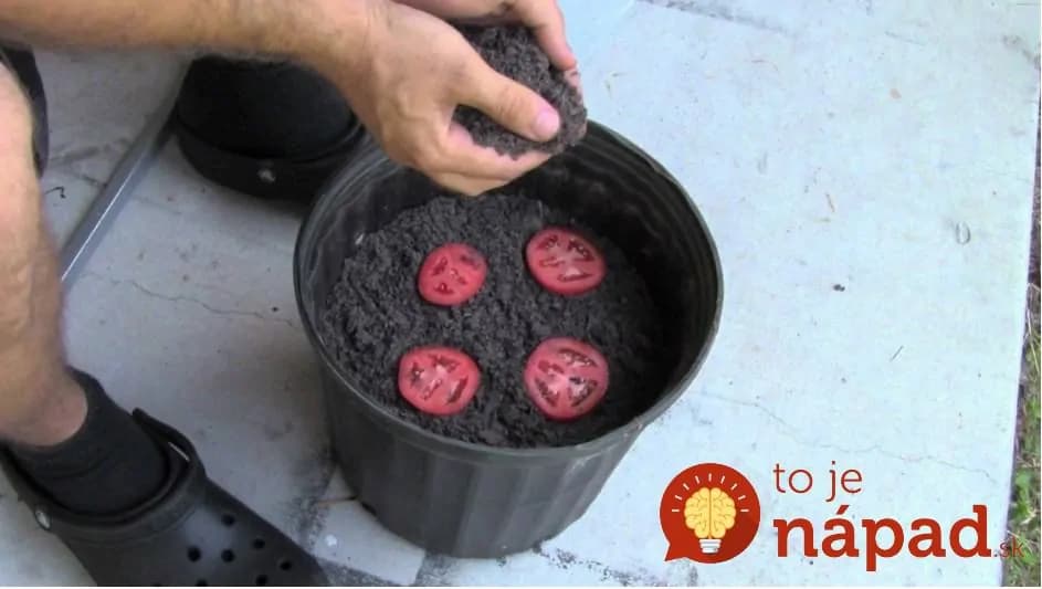 Jednoduchý tip, vďaka ktorému už paradajky nebudete musieť kupovať v obchode!