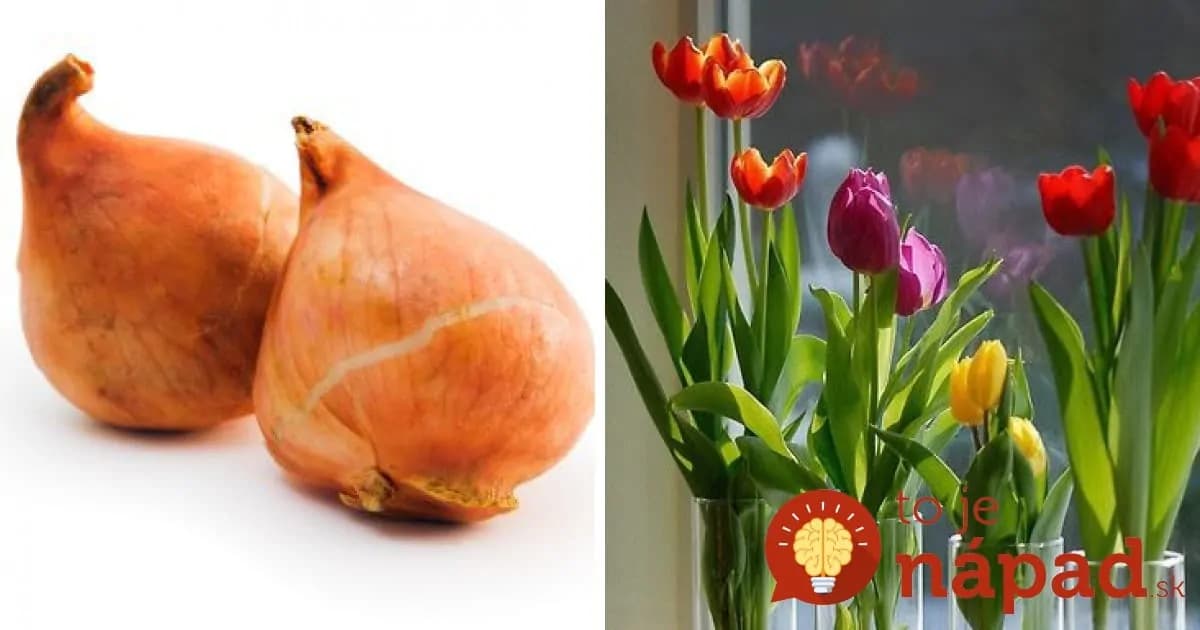 Na pestovanie tulipánov nepotrebujete ani centimeter pôdy. Jednoduchý trik, ako ich vypestovať v byte!