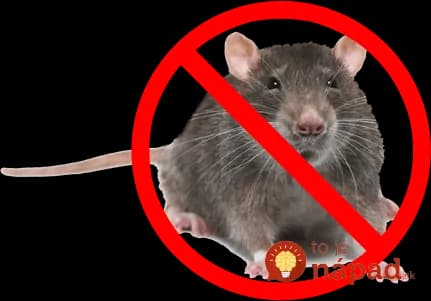 Ako vyhnať myši z domu? Vyskúšajte túto neškodnú prírodnú metódu!