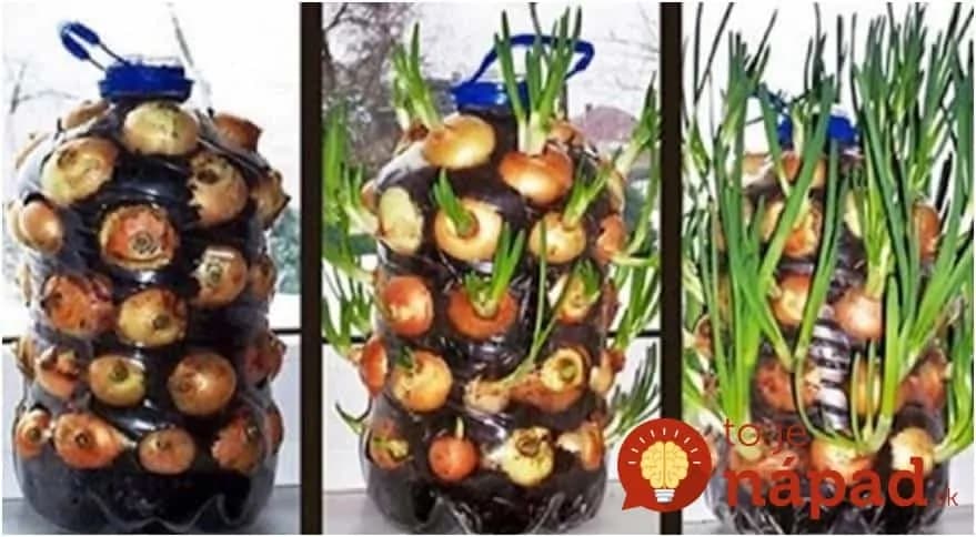 Čerstvá cibuľka po celý rok: Perfektný tip, ako si dopestovať nekonečnú zásobu cibuľky v plastovej fľaši!