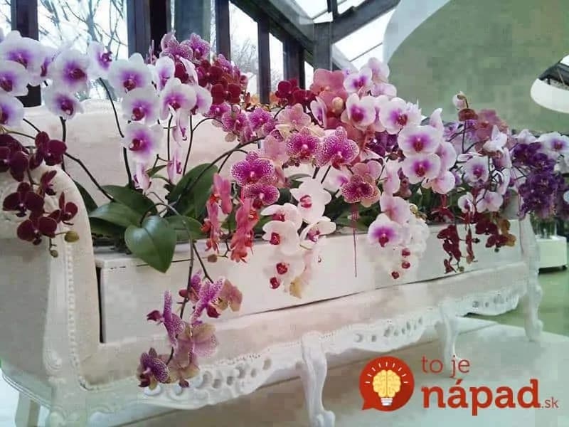 Odkvitla vám orchidea? TOTO musíte urobiť, aby opäť zakvitla!