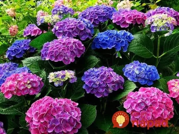 Ako zmeniť farbu na kvetoch hortenzie?