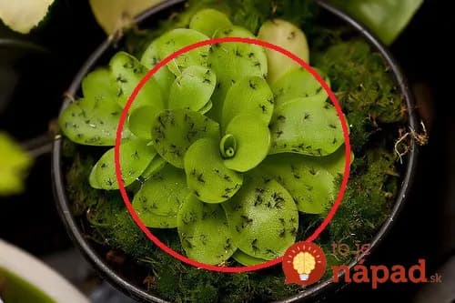 Ako sa zbaviť mušiek na izbových rastlinách + jednoduchý test, ako ich odhaliť ešte pred vyliahnutím