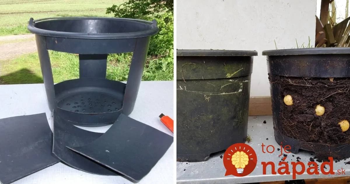 Na pestovanie zemiakov nepotrebujete záhradu. Takto ich vypestujete vo vedre!