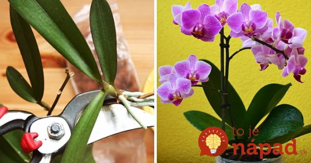 Ako rozmnožiť orchideu? Toto je najjednoduchší spôsob!