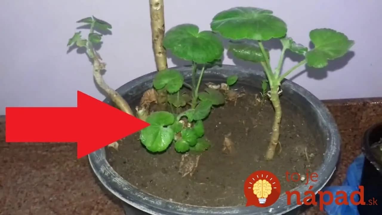 Toto na ne platí, ako zákon: Dlhoroční pestovatelia poradili, ako mať muškáty obsypané kvetmi až do jesene!