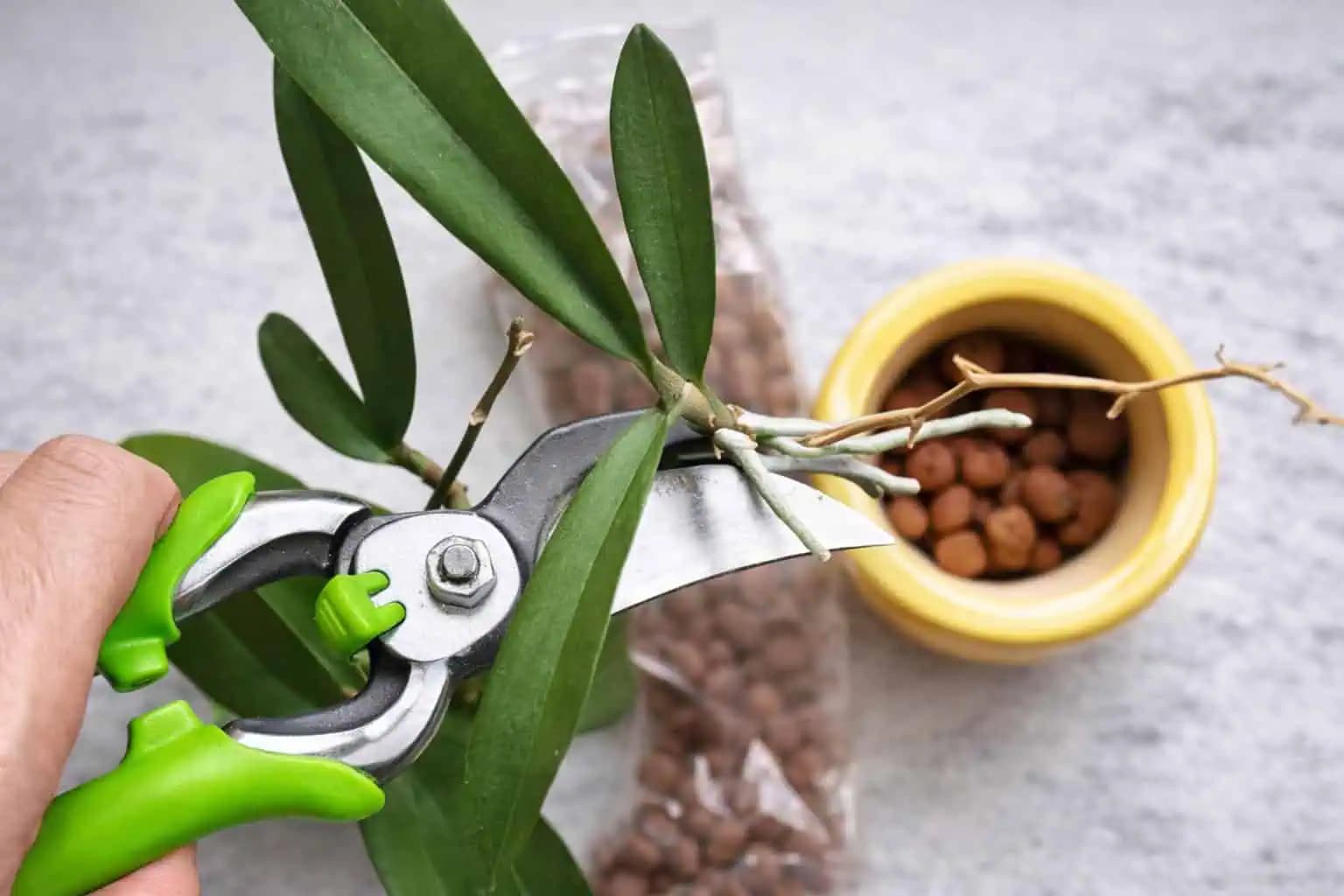 Ako ZARUČENE rozmnožiť každú orchideu? Toto je najjednoduchší spôsob!