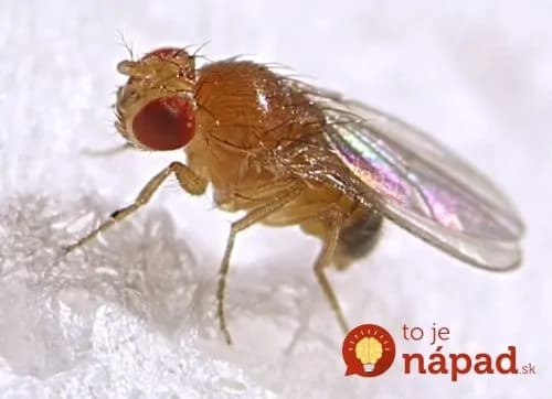 Ako sa zbaviť otravných drobných mušiek? Tieto triky na ne platia!