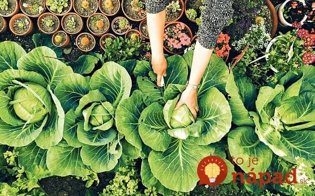 Chcete mať krásne kvety a bohatú úrodu? Všetko, čo potrebujete nájdete vo vašej kuchyni!