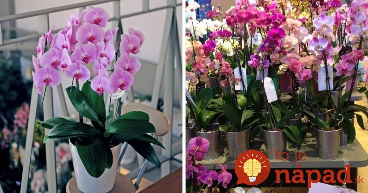 Ako si vybrať v obchode orchideu, ktorá vám bude kvitnúť celé roky?